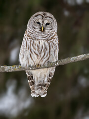 Barred Owl portrait on blur background in Winter