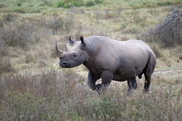 Obraz premium A black rhinoceros in the grasslands of Lake Nakuru, Kenya