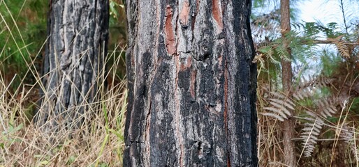 Close-Up of Burnt Tree Bark Texture in Forest Setting. This texture suggests resilience, natural decay, and environmental contrast.