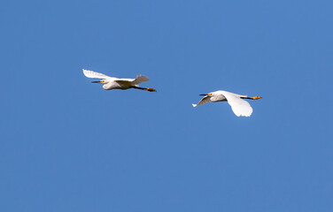 Two Snowy Egret birds flying closely together against a blue sky background on a sunny day.