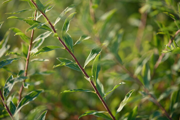 Sunlight filters through vibrant green leaves, creating a relaxed atmosphere in a peaceful garden during the afternoon hours.