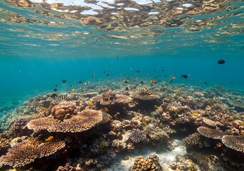 Fototapeta premium Underwater Coral Reef with Colorful Fish and Clear Blue Water