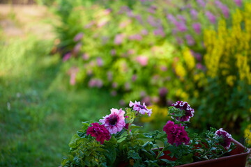 Beautiful petunias showcase their vibrant colors in a well-maintained garden filled with blooming flowers under clear skies.