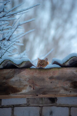 A beautiful small kitty on the snow covered tree , little cat on the tree , winter animals 
