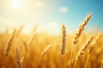 Obraz premium Golden wheat swaying gently in bright sunlight , day, wheat field