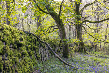 Moss-Covered Stone Wall and Twisted Trees in a Serene Spring Woodland with Fresh Green Leaves and a Carpet of Bluebells