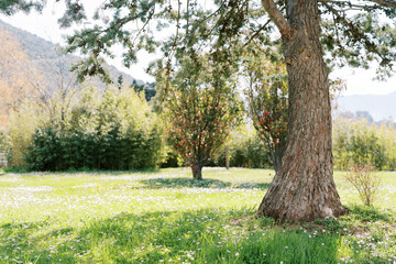 Fototapeta premium Sunny meadow blooming with white flowers near a pine tree