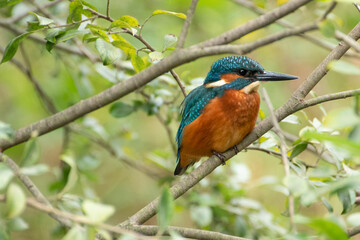 Eisvogel innWartestellung