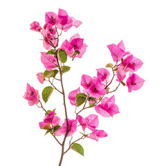 Vibrant Bougainvillea Plant with Pink Flowers Isolated on Transparent Background