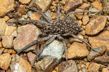 Australian Wolf spider with babies on back