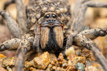 Australian Wolf spider with babies on back