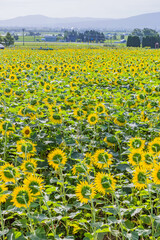 ヒマワリ畑

