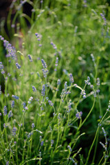 Delicate lavender flowers bloom vibrantly amidst lush green foliage under bright sunshine, creating a tranquil atmosphere.