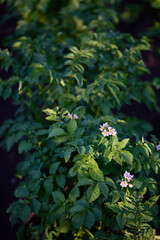 Rows of lush potato plants display vibrant green leaves and delicate pinkish-white flowers in a garden during late afternoon light.