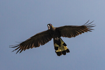 Australian Yellow-tailed Black Cockatoo in flight