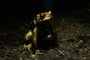 frog in the grass