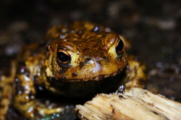 frog on the ground