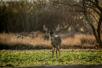 deer in a field