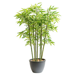 A Decorative Potted Bamboo Plant with Tall Slender Stems Isolated on Transparent Background