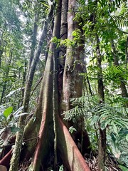 Rubber Tree
