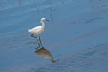 Snowy Egret foraging for food in shallow water, with reflection.