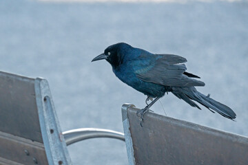Boat-tailed grackle perched on back of bench.