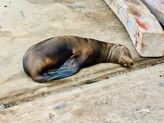 Sleeping Sea Lion in Galapagos 