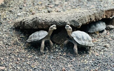 Baby Giant Tortoises