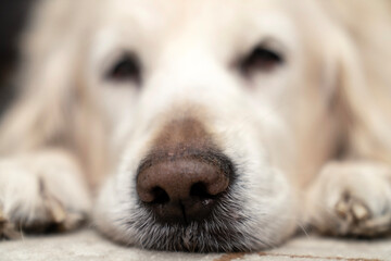 Sick, cold and tired golden retriever dog lying down, sleeping, resting, relaxing. Snot running out of big black nose. Dog on cozy carpet. Relaxed pet at home, comfort, aging flu dog, pet care concept