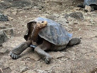 Giant Tortoise in Galapagos