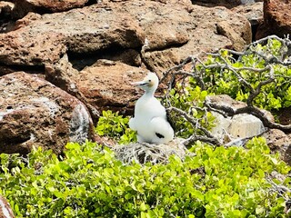 Fluffy Baby Bird in Galapagos