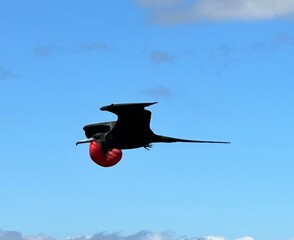Red Breasted Bird in Galapagos