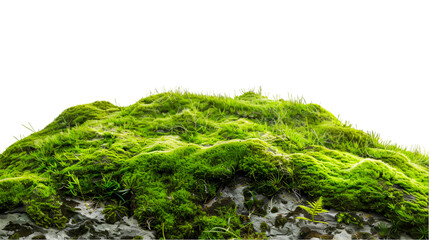 Lush green moss covering rocks nature background