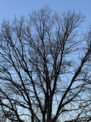 Bare, large tree top against a clear blue winter sky.