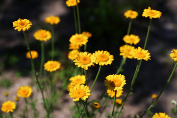 yellow Cota tinctoria or golden marguerite flower, close up.