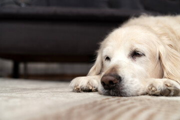 Sick, cold and tired golden retriever dog lying down, sleeping, resting, relaxing. Snot running out...