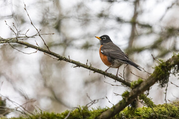 American Robin, Seattle Washington Wildlife