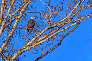 Eagle perched in tree in the late day sun