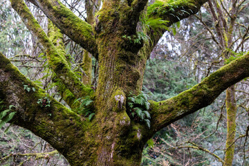 Fototapeta premium Seattle Washington Trees Covered in Moss and Vines