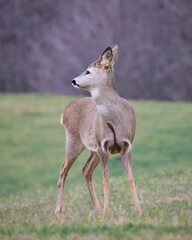 sarna europejska, roe, roedeer, Suwalszczyzna. Sarny w naturalnym środowisku, w jesiennych barwach. © filozofgrecki