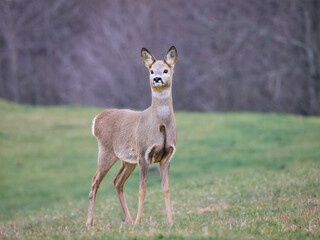 sarna europejska, roe, roedeer, Suwalszczyzna. Sarny w naturalnym środowisku, w jesiennych barwach. © filozofgrecki