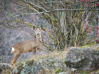 sarna europejska, roe, roedeer, Suwalszczyzna. Sarny w naturalnym środowisku, w jesiennych barwach. © filozofgrecki