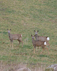sarna europejska, roe, roedeer, Suwalszczyzna. Sarny w naturalnym środowisku, w jesiennych barwach. © filozofgrecki