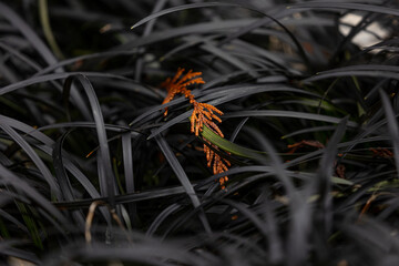 Plants in Washington State