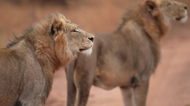 Mature male African Lions (Panthera leo) on the hunt. Early morning and these lions stuck their noses in the air and smell a herd of Buffalo. Slow motion, 25 percent natural speed.
