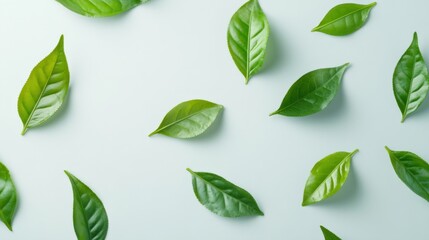 Fresh Green Tea Leaves on a Pale Background