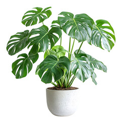 A Lush Potted Monstera Plant with Large Split Leaves Isolated on Transparent Background