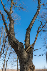 Oak Tree Canopy in Winter