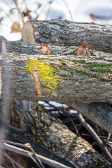 Elm log marked for cutting