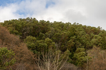 Forest on Seattle Island, Vashon Trees